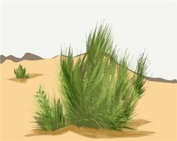 在螞蟻深林中為什么要選擇種植梭梭樹(shù)和沙柳呢